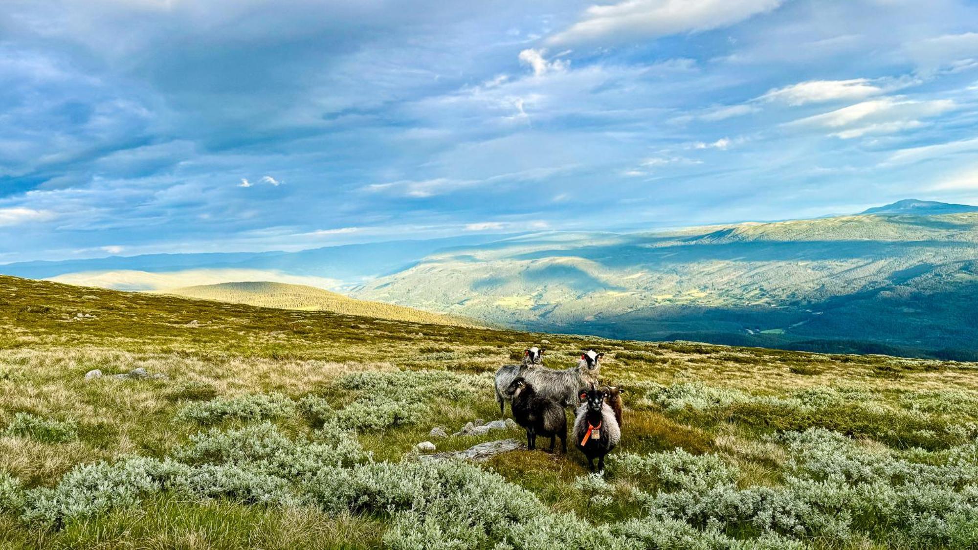 Mjosvang Kafe Vang I Valdres Экстерьер фото